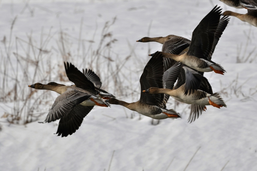 Sädgäss som flyger.