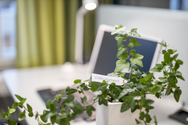 Växt på skrivbord